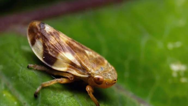 Xylella, το οξείδιο της καρλίνης (γαϊδουράγκαθου) μπλοκάρει τον φορέα
